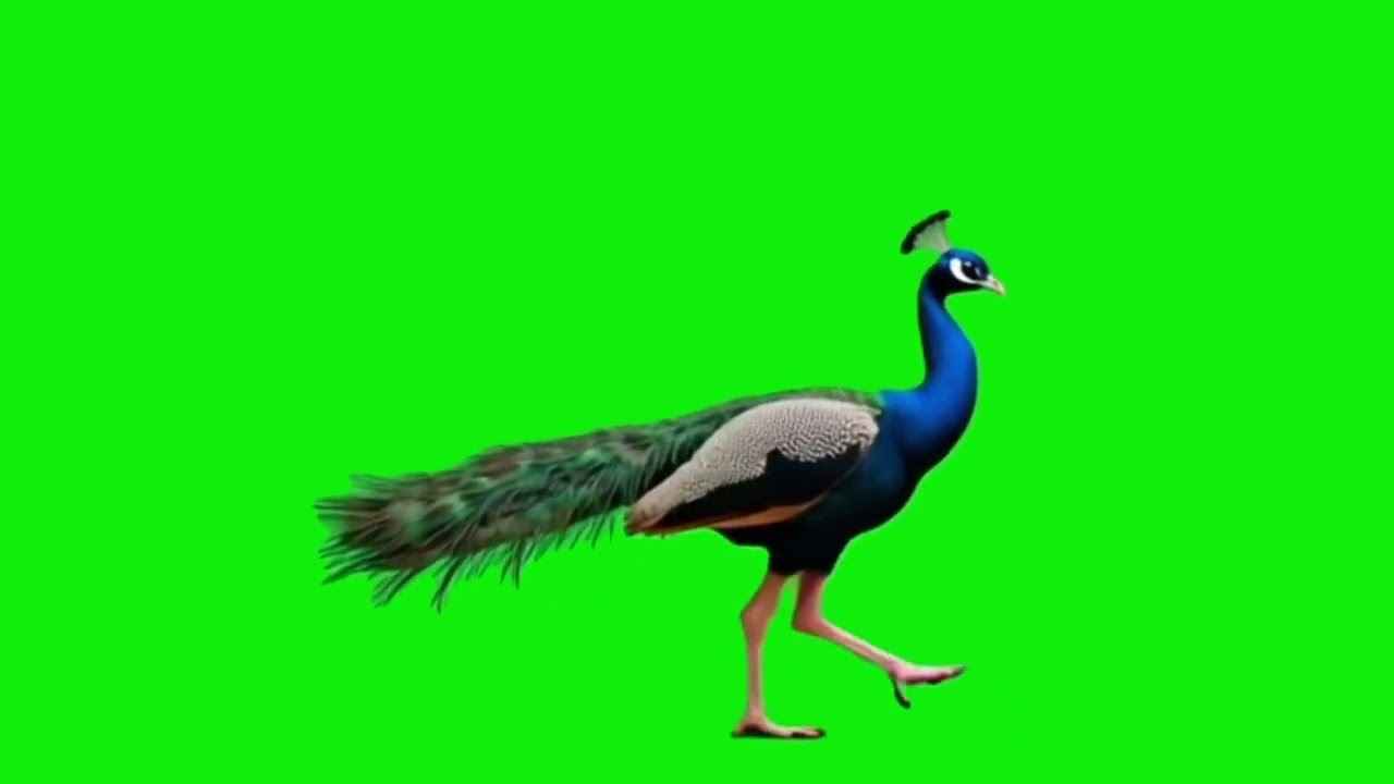 Peacock Green Screen Video || Dancing Peacock Feathers || Chroma Key || Content For Creators
