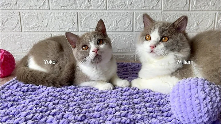 Video 738661: british shorthair longhair kittens, british shorthair bicolor kitten, british shorthair lilac kitten