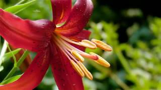 Download Lagu With Love - Gary Moore (Art by JJM) MP3