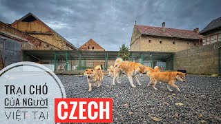 Tới Czech   Thăm Trại Chó Giống của Cậu em Việt Kiều /Shiba & Akita/ NhamTuatTV  Dog in Vietnam