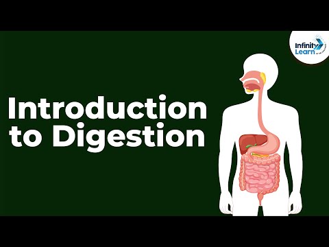 Introduction to Digestion