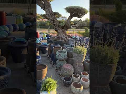 🌵 Питомники Испании