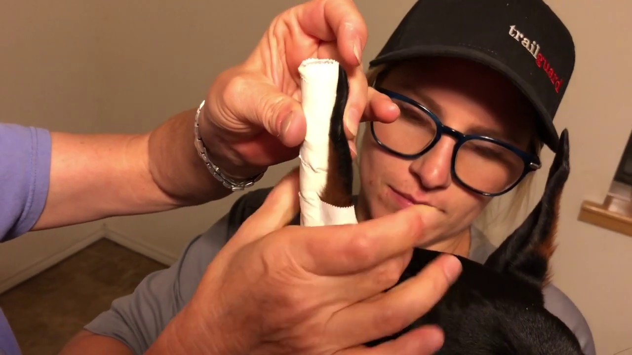 Backer rod with solid bridge ear posting