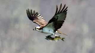 WNEP's Jon Meyer has a look at some wildlife pictures and videos sent in