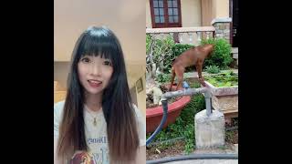 鹿犬的由來#minipinscher