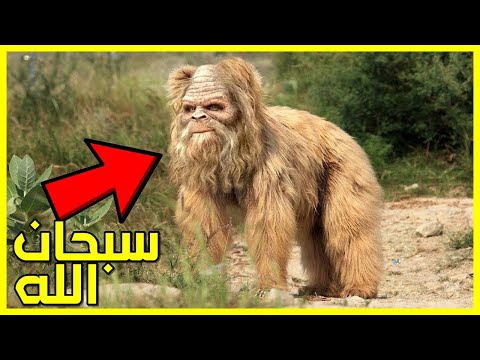 شاهد حيوانات ولدت على شكل انسان سبحان الله حقيقة أم خيال