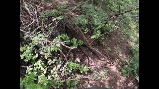 Buscando una vaca en Nahuituxco chiautla de tapia