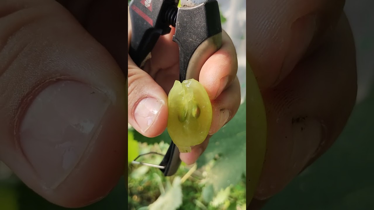 Super Extra un soi timpuriu, de struguri de masa, este dulce acrisor cu gust usor de limonada