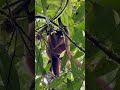 Spider monkey