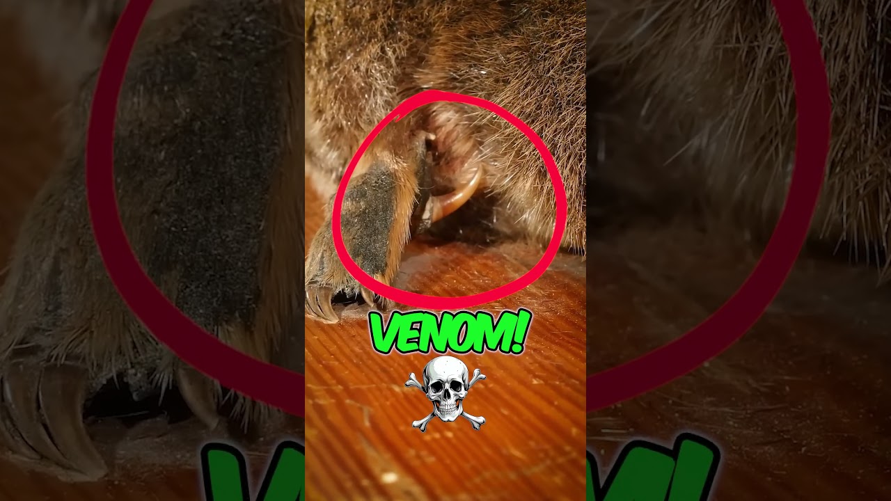 Natures cute mixing pot animal! Explained in 42 seconds 