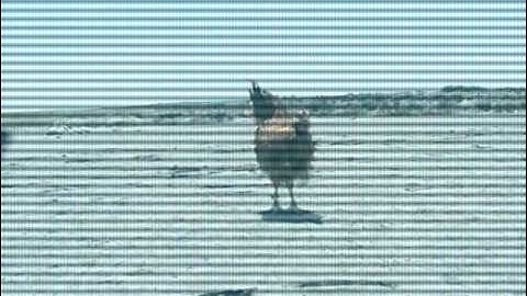 Open Source Short Film.mov