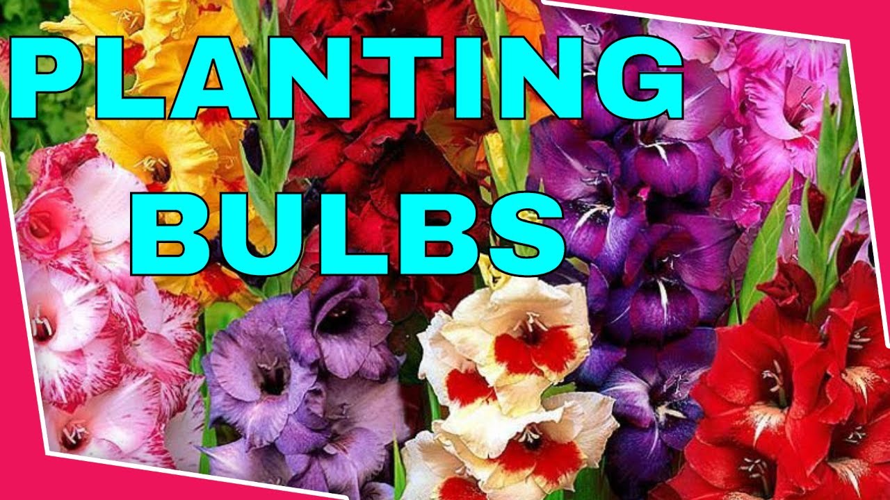 Planting Gladiolus bulbs Bulb planting time is NOW YouTube