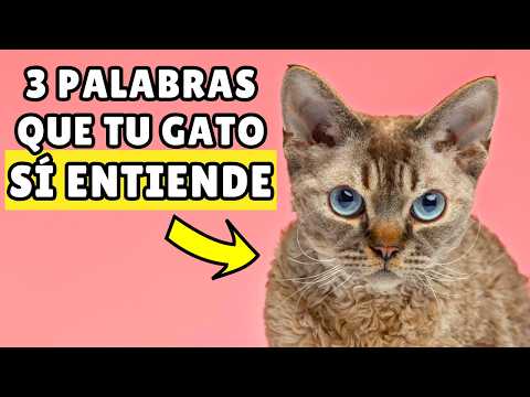 3 PALABRAS que le dices a tu gato y que él SÍ ENTIENDE