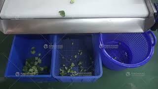 Broccoli belt grader machine