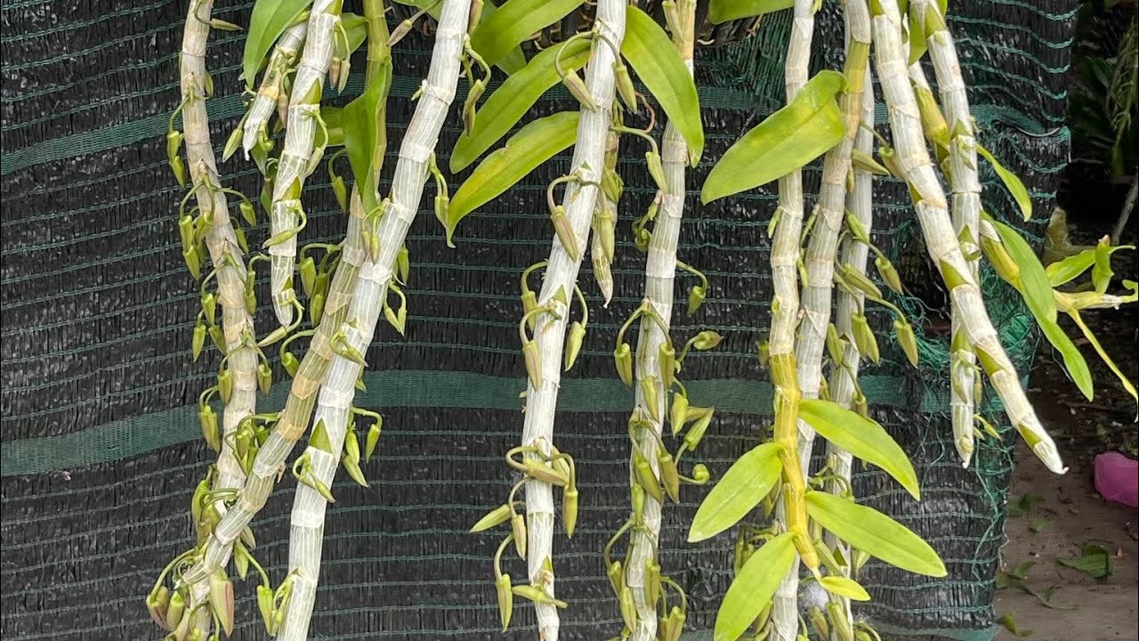 Mời cả nhà sưu tầm hoa lan. Lh 0398 228 633