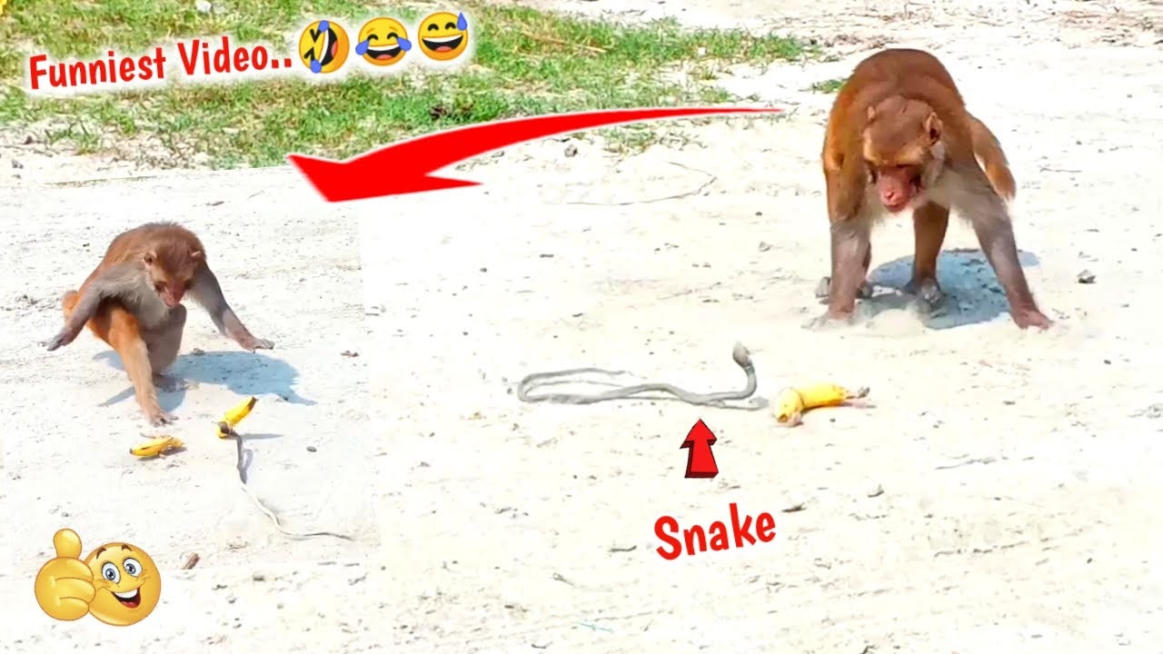 Fake Rubbber Snake Banana Prank On Monkeys | So Much Funny-You Can't Stop Laughing | Part 9