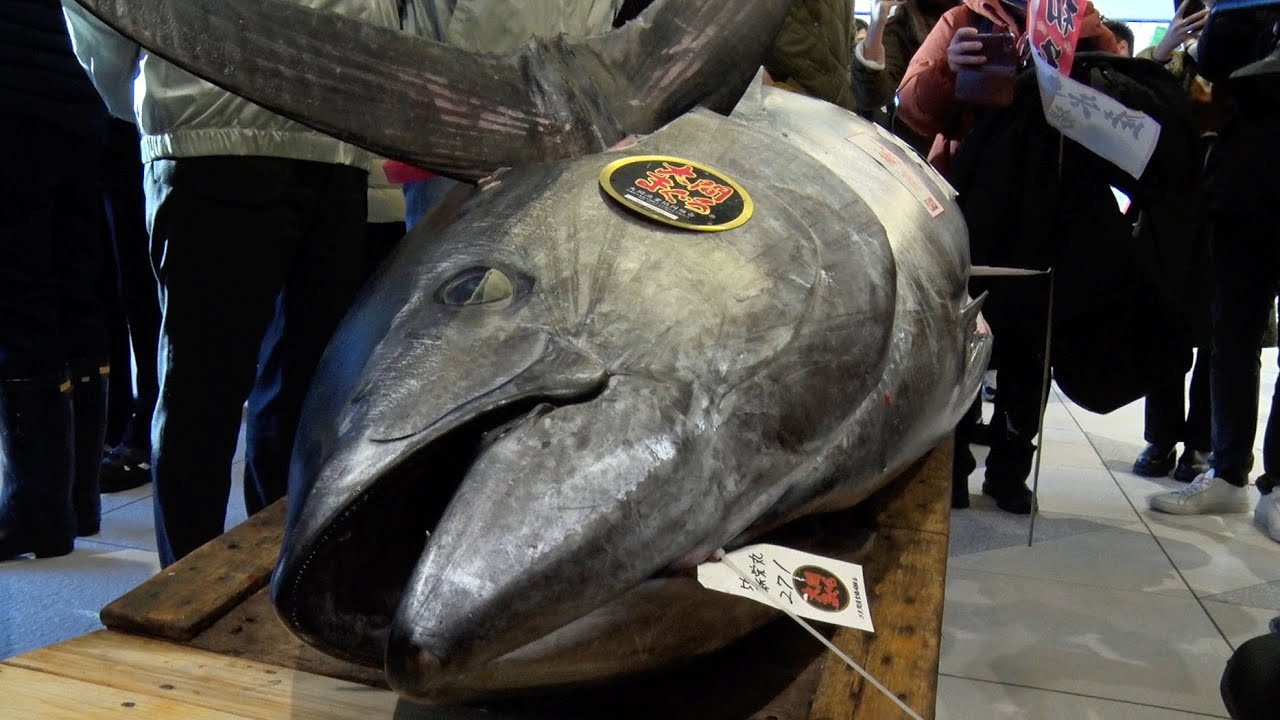 初競りマグロ、2億700万円 過去2番目の高値 東京・豊洲市場 - YouTube