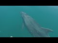 Offshore Bottlenose Dolphins! | Bahia de Los Angeles