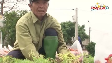 Tỉnh Hải Dương lần đầu tiên tổ chức lễ hội thu hoạch cà rốt