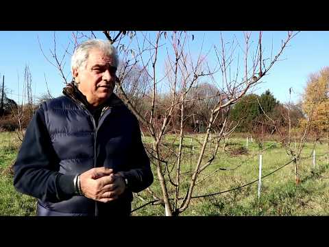 Video: Solfato Di Rame In Orticoltura: Istruzioni Per L'uso In Autunno E Primavera Per Il Trattamento Degli Alberi In Giardino, Proporzioni Per L'irrorazione