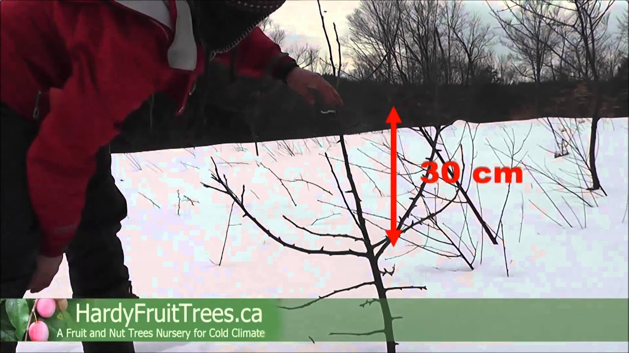 How to prune a fruit tree in Canada - YouTube