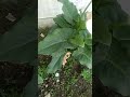 زهرة الزنبق من اجمل ورود وأزهار في العالم سبحان الخالق 