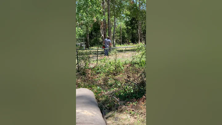 My neighbors learning how to use a chainsaw