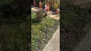 Our Front Yard Garden Tour .32 In The Sc Upstate-101025