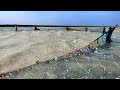 கரைவலையில் பிடித்த அதிக கொடுவா மீன் | Old Traditional fishing video