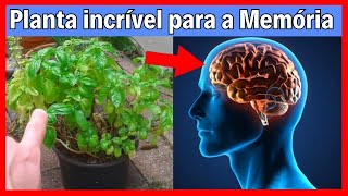 Esquecimento precoce? Conheça uma erva fantástica para acelerar o raciocínio depois dos 40 anos