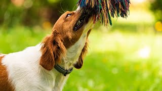 Essential Grooming Tips for Active Brittany Dogs