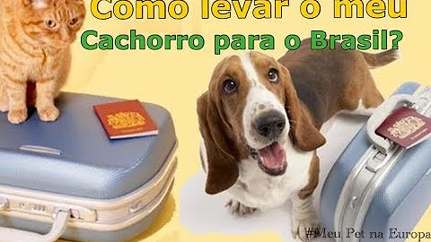 Como importar cachorro para o Brasil?