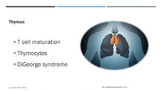 Immune Cells and Organs (part 2) by Irwan's Work Channel 738 views 2 years ago 14 minutes, 15 seconds