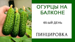 Праздничный Урожай. Упёрся в потолок. Огурцы на Балконе 65-ый день.