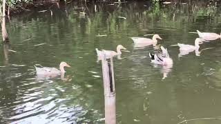 Floating Serenity – Ducks, Water Ripples & Calming Melodies