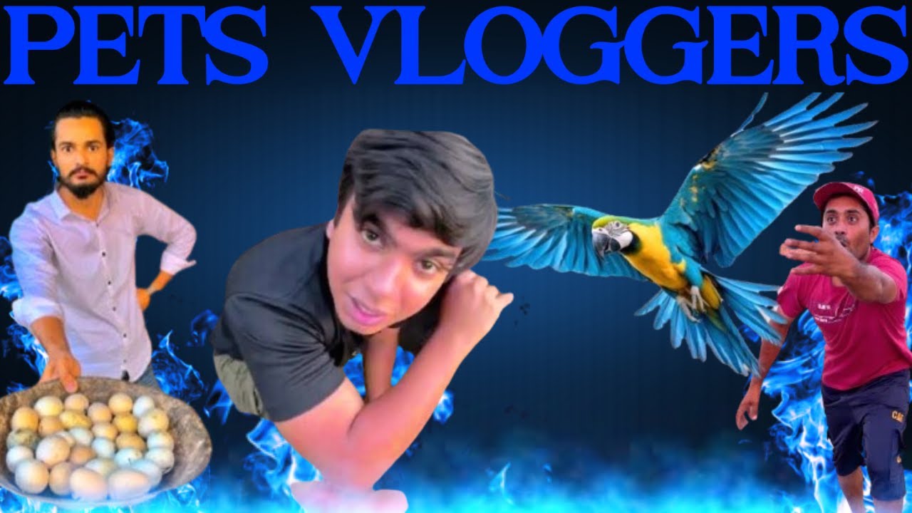 Top Pakistani Pets Vloggers Top 5 Pakistani Youtubers Part 2 top-pakistani-pets-vloggers-top-5-pakistani-youtubers-part-2