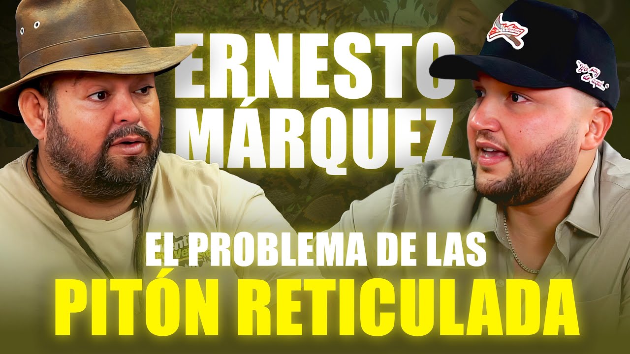 ¿Qué hacer si te ataca una pitón reticulada? Un biólogo experto lo explica