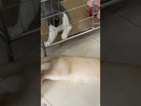Video #Shorts Hai Chú Mèo Vẫy Đuôi Trêu Nhau Rất cute - youtube