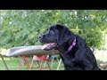 Labrador Retriever Puppy's First Day at our Kennel!