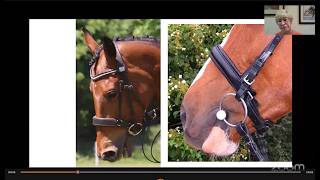 Live with Dr. Sue Dyson: What Do We Know About Nosebands?