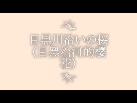 目黒川の桜（目黑川的樱花）