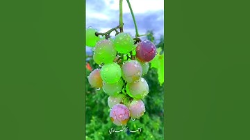 تلاوة مباركة من سورة يوسف. القاريء عمر الهاشمي
