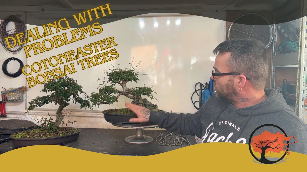 Dealing With Problems On Cotoneaster Bonsai Trees