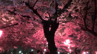 中止 鶴舞公園 愛知 21年桜祭り 夜桜ライトアップ 見頃情報 Amatavi