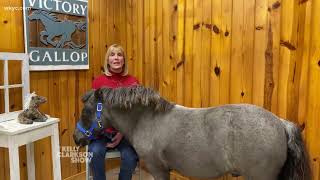 Therapy horse Willie Nelson says hay to Kelly Clarkson