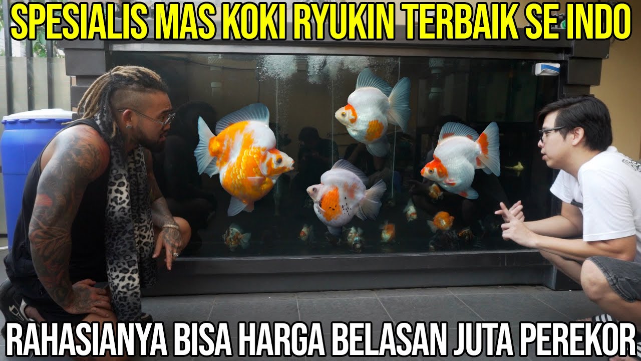 SPESIALIS MAS KOKI RYUKIN TERBAIK SE INDO. RAHASIANYA BIA HARGA BELASAN JUTA PEREKOR. PURIGOLDFISH