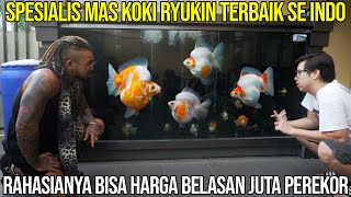 SPESIALIS MAS KOKI RYUKIN TERBAIK SE INDO. RAHASIANYA BIA HARGA BELASAN JUTA PEREKOR. PURIGOLDFISH