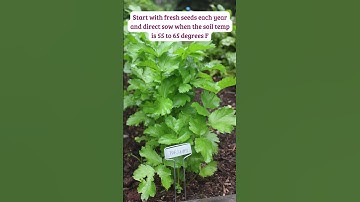 A Step-by-Step Guide to Growing Parsnips #shorts #parsnip #vegetablegardening