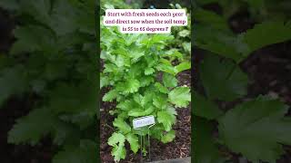 A Step-By-Step Guide To Growing Parsnips