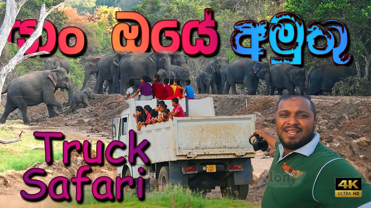 යාං ඔයේ ගං පුරවපු ලොරි සෆාරි 😜🐘❤ yan oya truck safari 🚒 #elephant #safari #animals